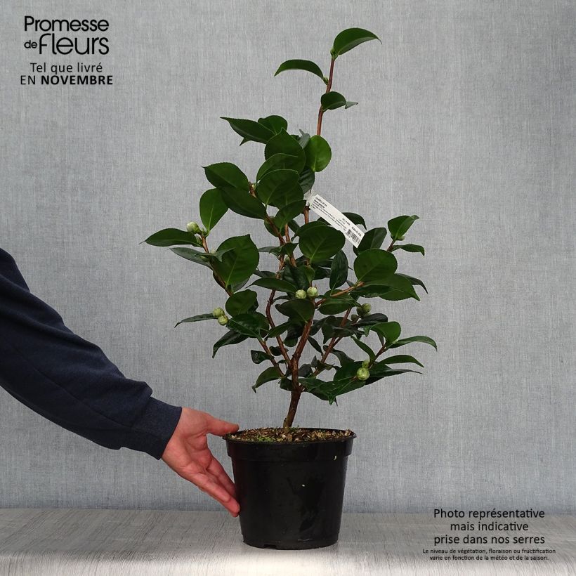 Amostra de Camélia japonica Marie Vaso de 4 L/5 L tal como entregue no outono