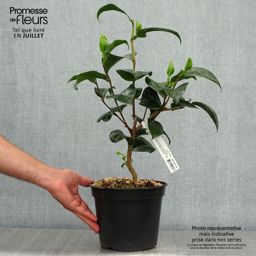 Amostra de Camélia japonica Marie Vaso de 4 L/5 L tal como entregue no verão