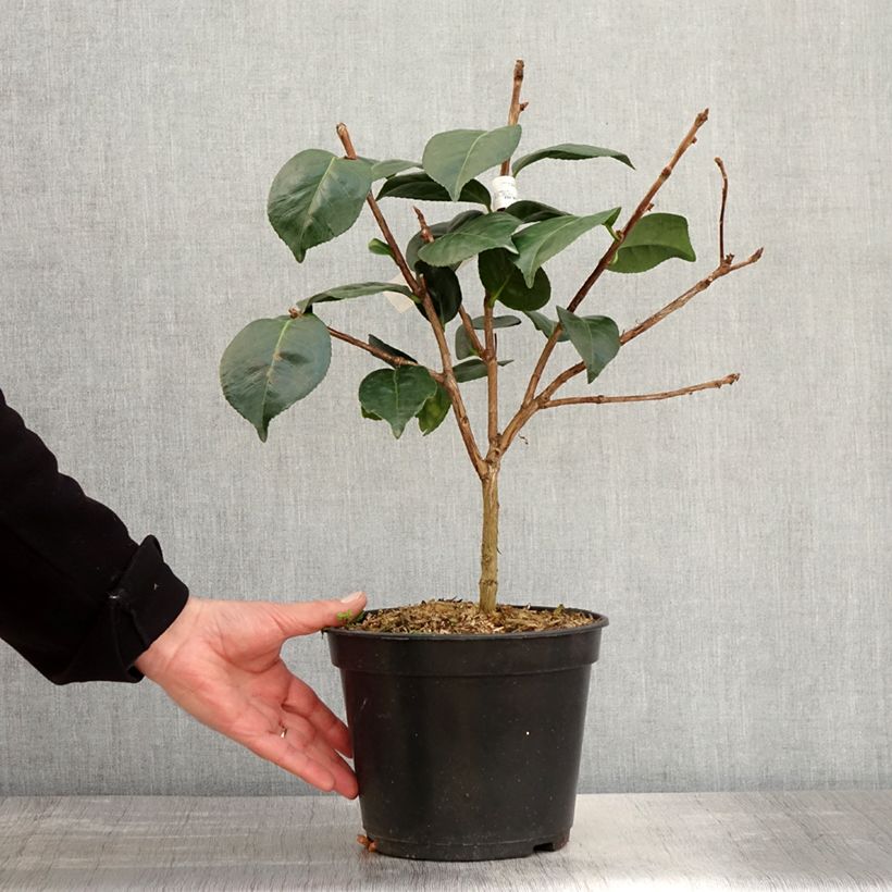 Amostra de Camélia japonica Marie Vaso de 4 L/5 L tal como entregue na primavera