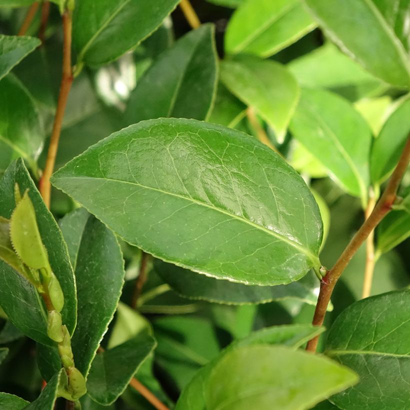 Camélia japonica Mark Alan (Folhagem)