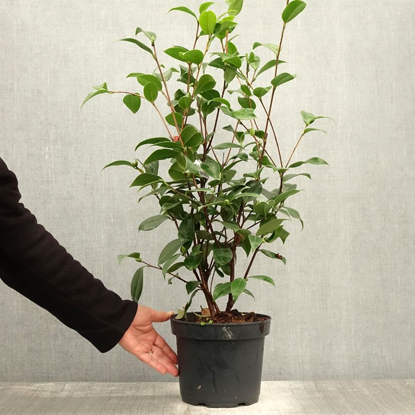 Amostra de Camélia Mark Alan - Camellia japonica Pot de 4L/5L tal como entregue no outono