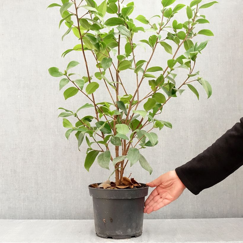 Amostra de Camélia japonica Mark Alan Vaso de 4 L/5 L tal como entregue no verão