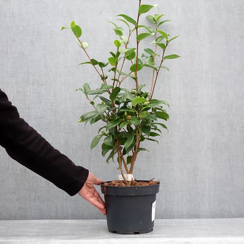 Amostra de Camélia Mark Alan - Camellia japonica Vaso de 4 L/5 L tal como entregue no inverno