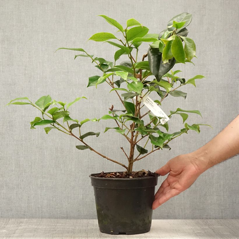 Amostra de Camélia japonica Midnight Variegated Vaso de 4 L/5 L tal como entregue no verão