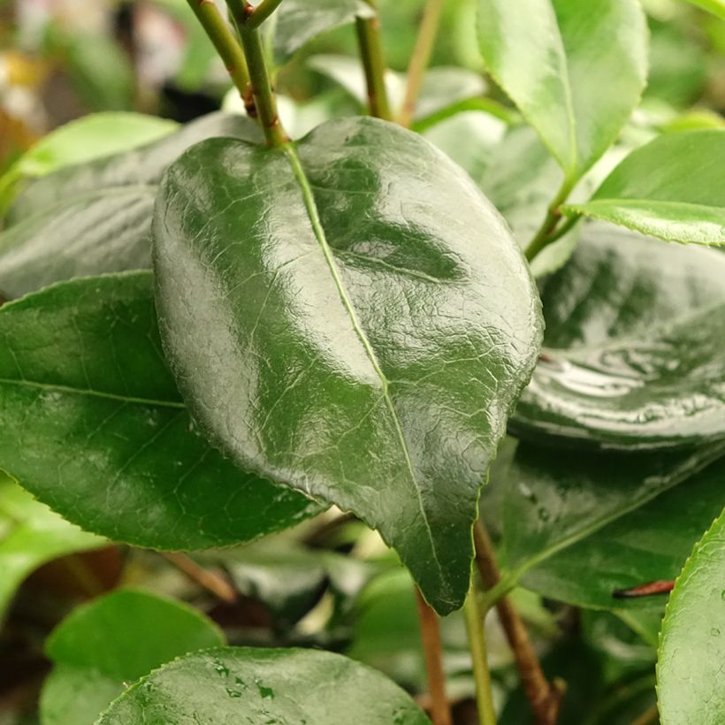 Camélia japonica Midnight Variegated (Folhagem)