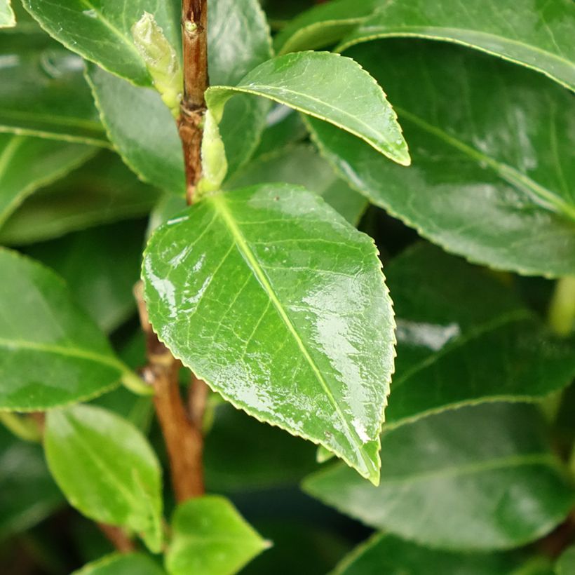 Camélia japonica Mrs Tingley (Folhagem)