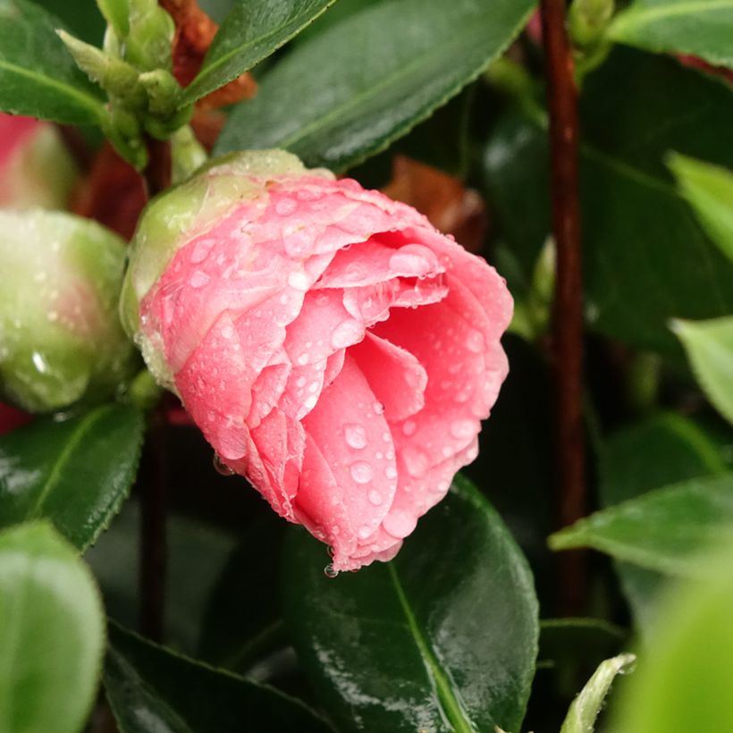 Camélia japonica Mrs Tingley (Floração)