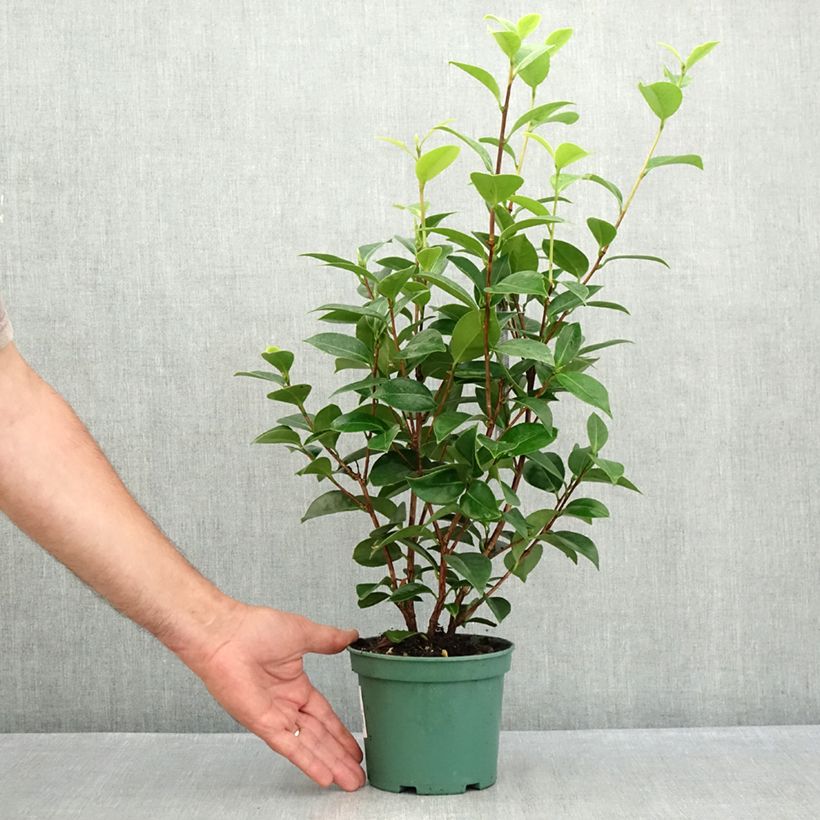 Amostra de Camélia japonica Mrs Tingley Vaso de 12 cm/13 cm tal como entregue no verão