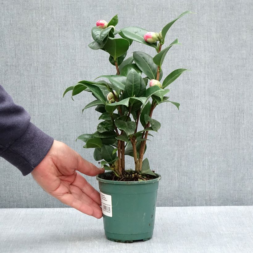 Amostra de Camélia Nuccio's Cameo - Camellia japonica Vaso de 12 cm/13 cm tal como entregue na primavera