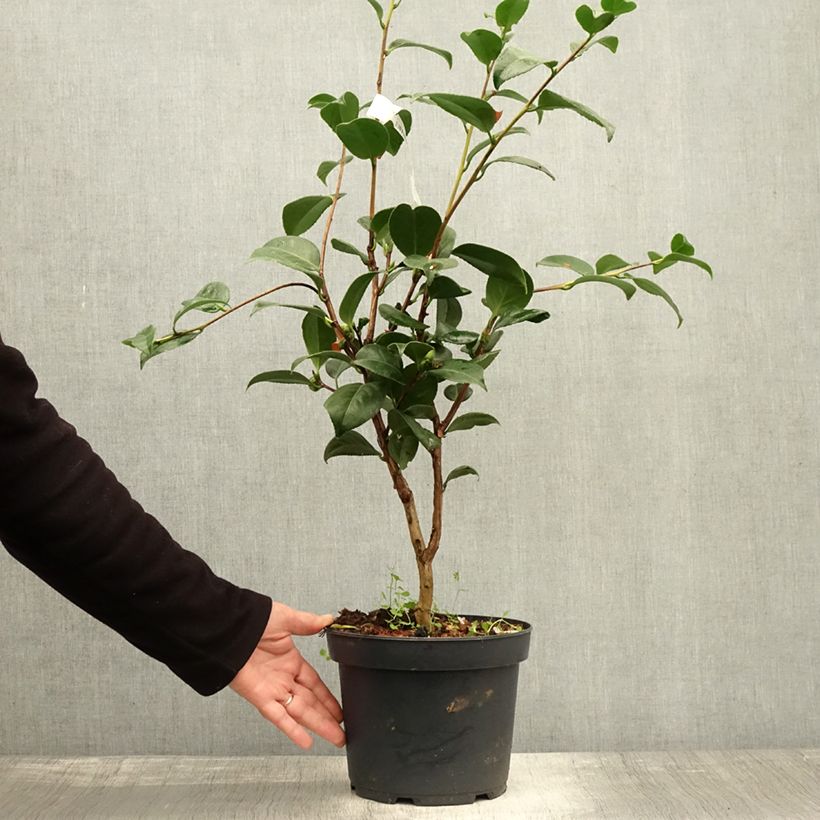 Amostra de Camélia Nuccio's Cameo - Camellia japonica Pot de 4L/5L tal como entregue no outono