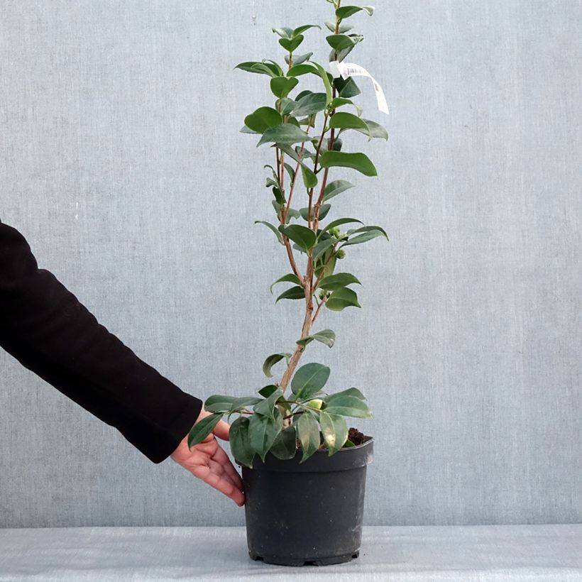 Amostra de Camélia Nuccio's Cameo - Camellia japonica Vaso de 4 L/5 L tal como entregue no inverno