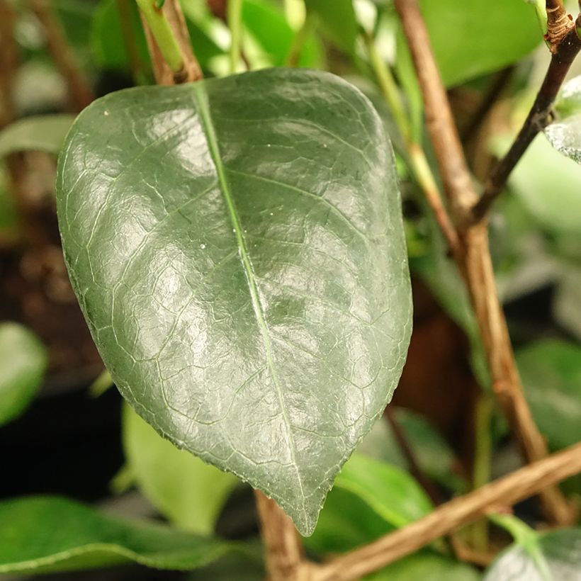 Camélia japonica de Higo Okan (Folhagem)