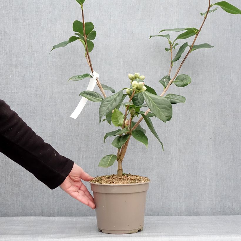 Amostra de Camélia réticulé Den Burton - Camellia reticulata Pot de 4L/5L tal como entregue no inverno