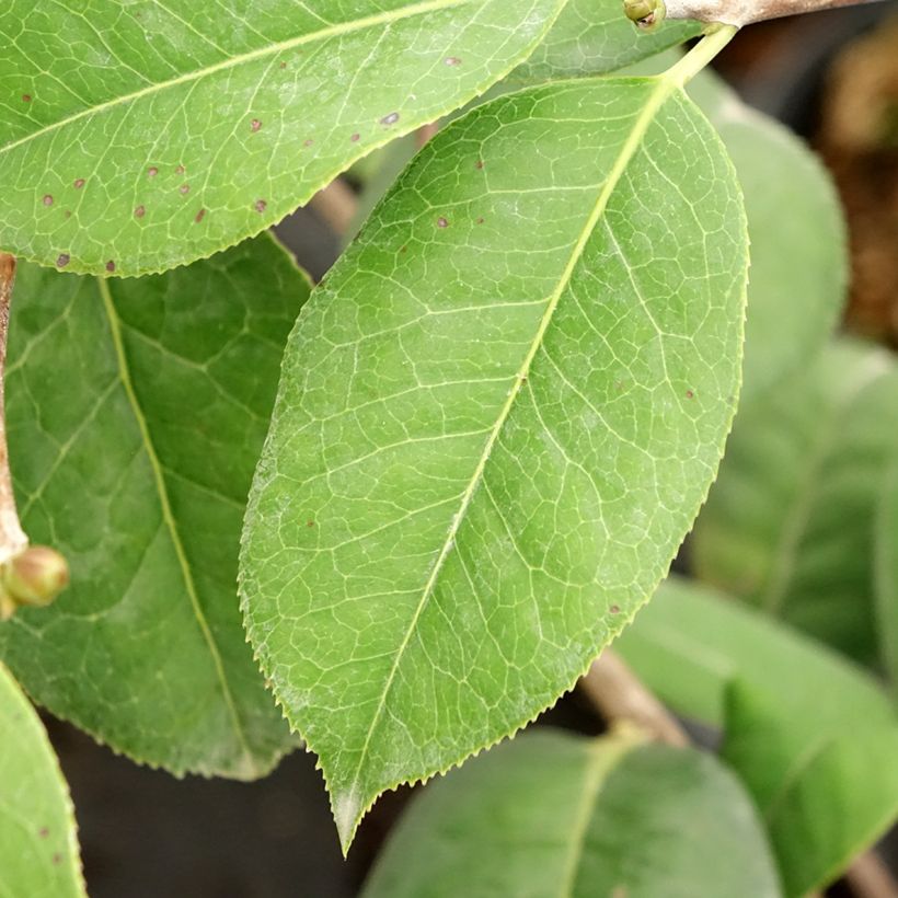 Camélia reticulata Dr Clifford Parks (Folhagem)