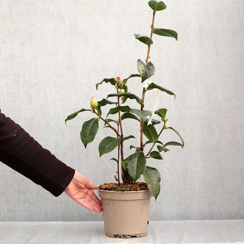 Amostra de Camélia reticulata Dr Clifford Parks Vaso de 4 L/5 L tal como entregue no outono
