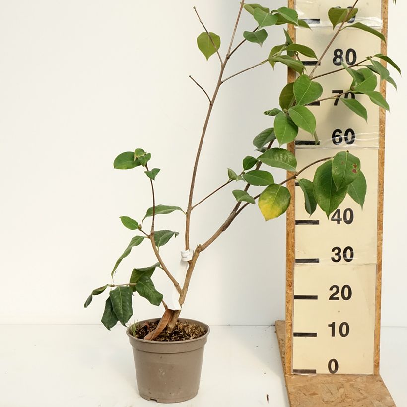 Amostra de Camélia reticulata Dr Clifford Parks Vaso de 4 L/5 L tal como entregue no verão