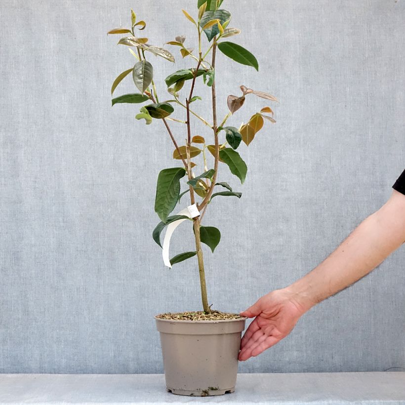 Amostra de Camélia reticulata Dr Clifford Parks Vaso de 4 L/5 L tal como entregue na primavera