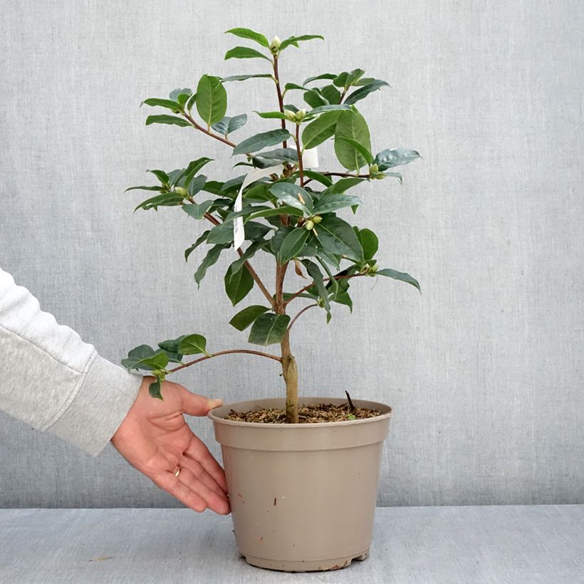 Amostra de Camélia reticulata Ile Crozet Vaso de 4 L/5 L tal como entregue no outono