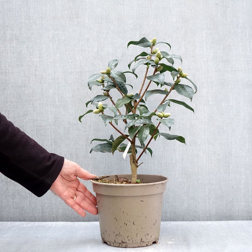 Amostra de Camélia réticulé Ile Crozet - Camellia reticulata Vaso de 4 L/5 L tal como entregue no inverno