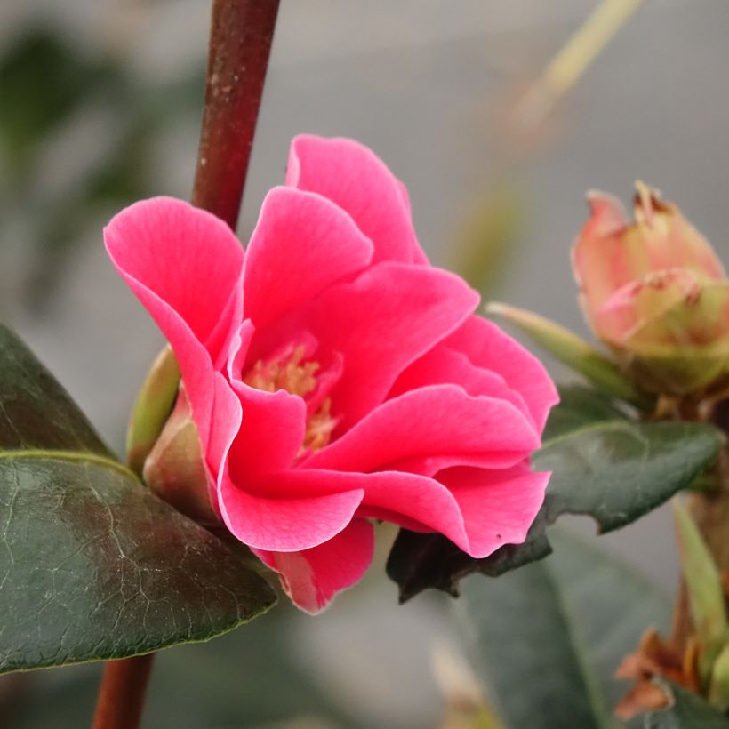 Camélia reticulata Paradise Illumination (Floração)
