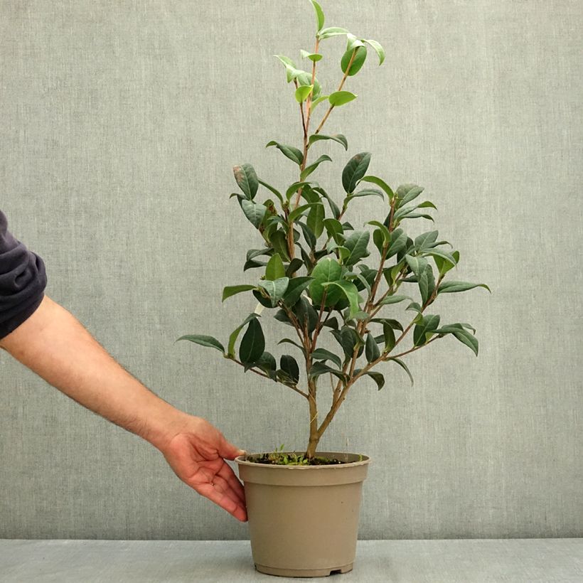 Amostra de Camélia reticulata Paradise Illumination Vaso de 4 L/5 L tal como entregue no verão