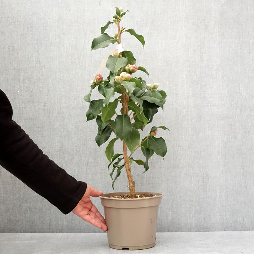 Amostra de Camélia réticulé Larry Piet - Camellia reticulata Pot de 4L/5L tal como entregue no inverno