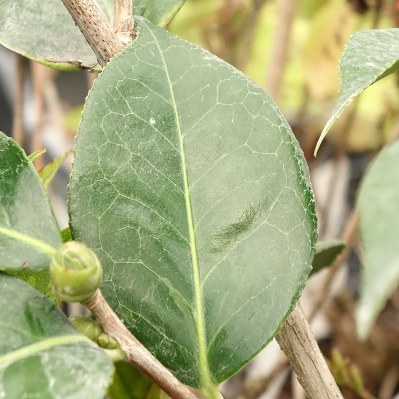 Camélia reticulata Lasca Beauty (Folhagem)