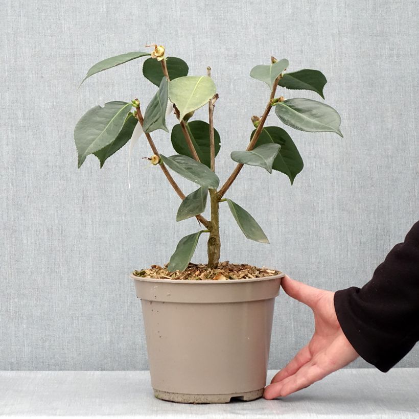 Amostra de Camélia reticulata Lasca Beauty Vaso de 4 L/5 L tal como entregue na primavera