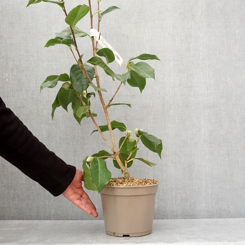Amostra de Camélia réticulé Lila Naff - Camellia reticulata Pot de 4L/5L tal como entregue no inverno