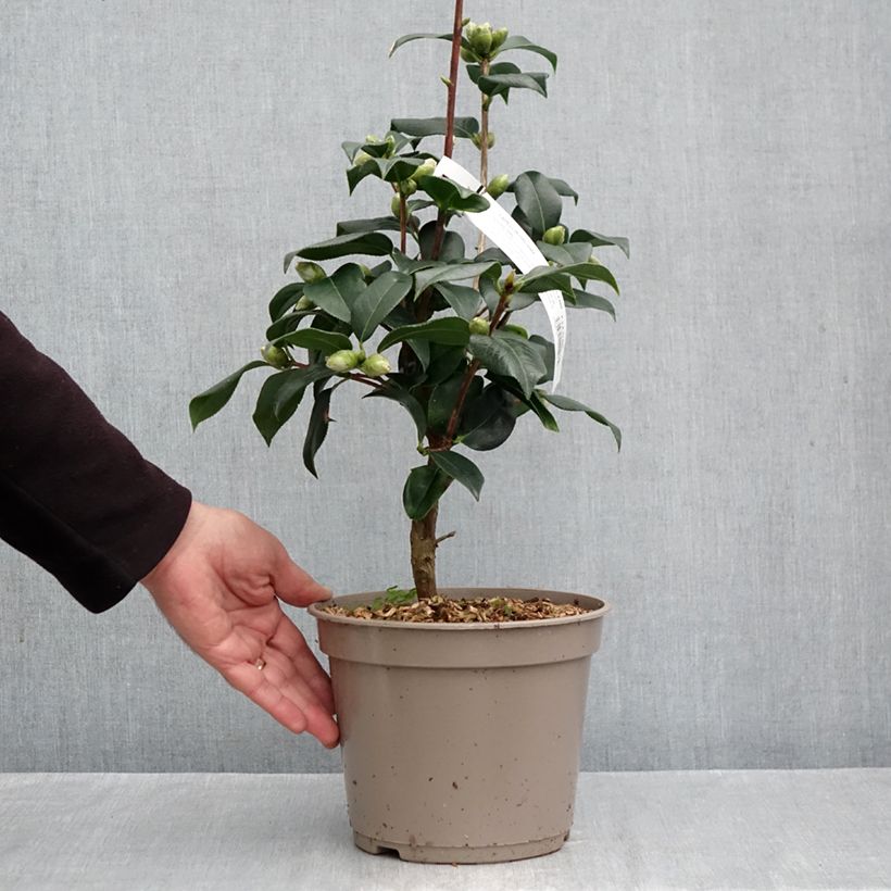 Amostra de Camélia réticulé Lovely Lady - Camellia reticulata Vaso de 4 L/5 L tal como entregue no outono