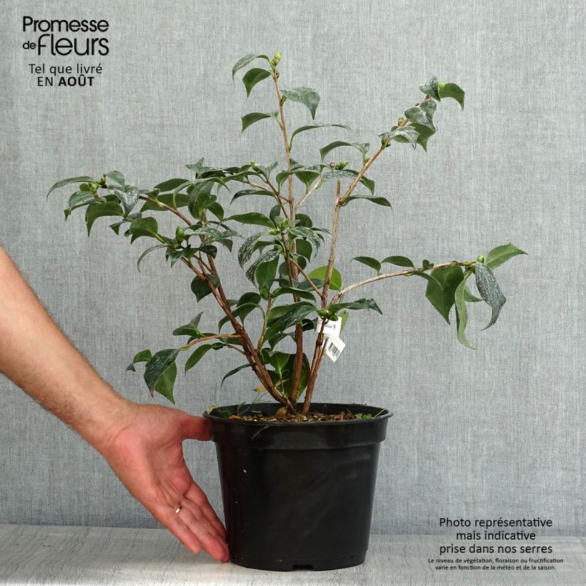 Amostra de Camélia japonica Robert Lasson Vaso de 4 L/5 L tal como entregue no verão
