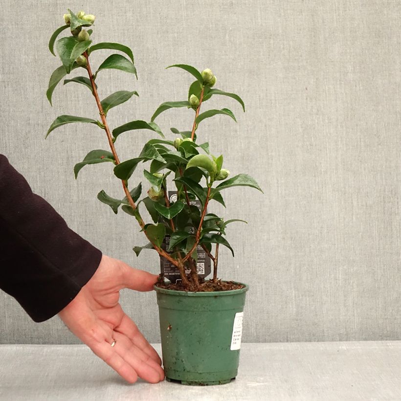 Amostra de Camélia japonica Roger Hall Vaso de 12 cm/13 cm tal como entregue no inverno