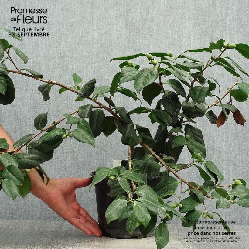 Amostra de Camélia japonica Sanpei Tsubaki Vaso de 4 L/5 L tal como entregue no outono