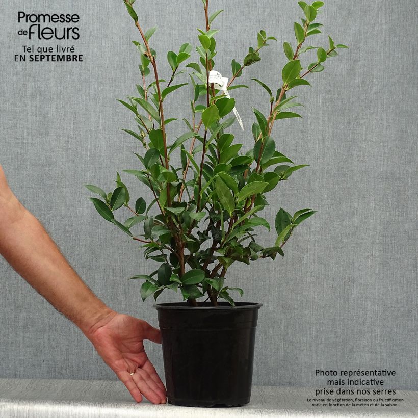 Amostra de Camellia sasanqua Kanjiro Vaso de 3 L/4 L tal como entregue no outono