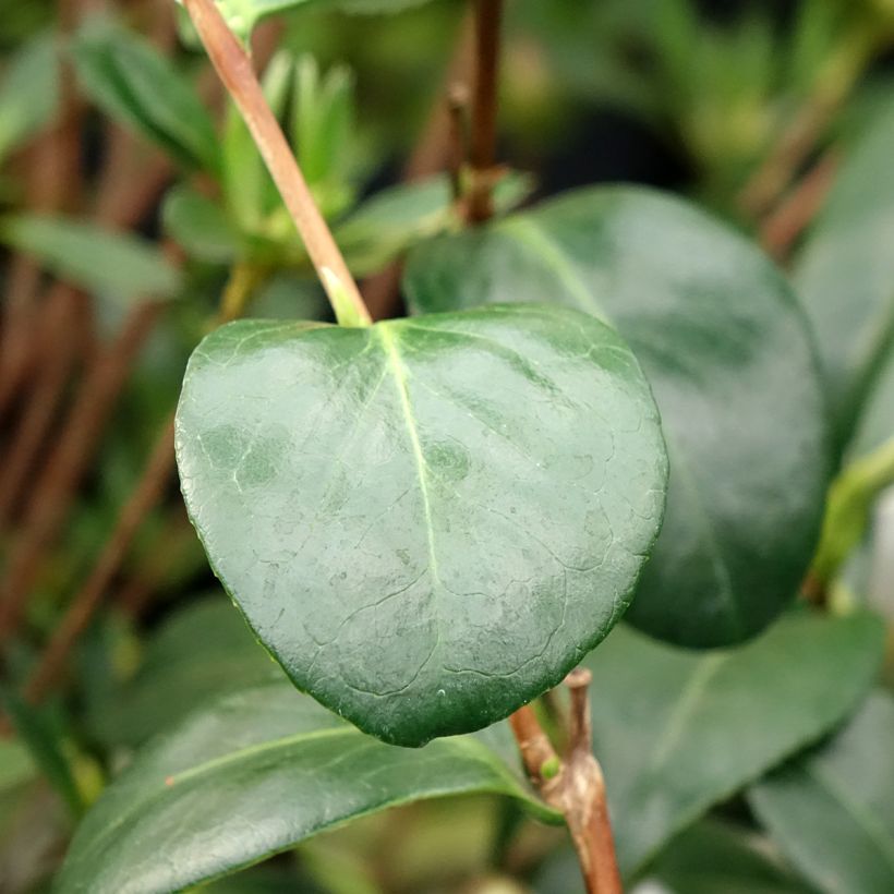 Camélia japonica Satsuma' (Folhagem)