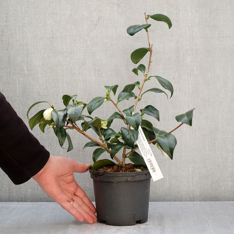 Amostra de Camélia japonica Satsuma' Vaso de 2 L/3 L tal como entregue na primavera