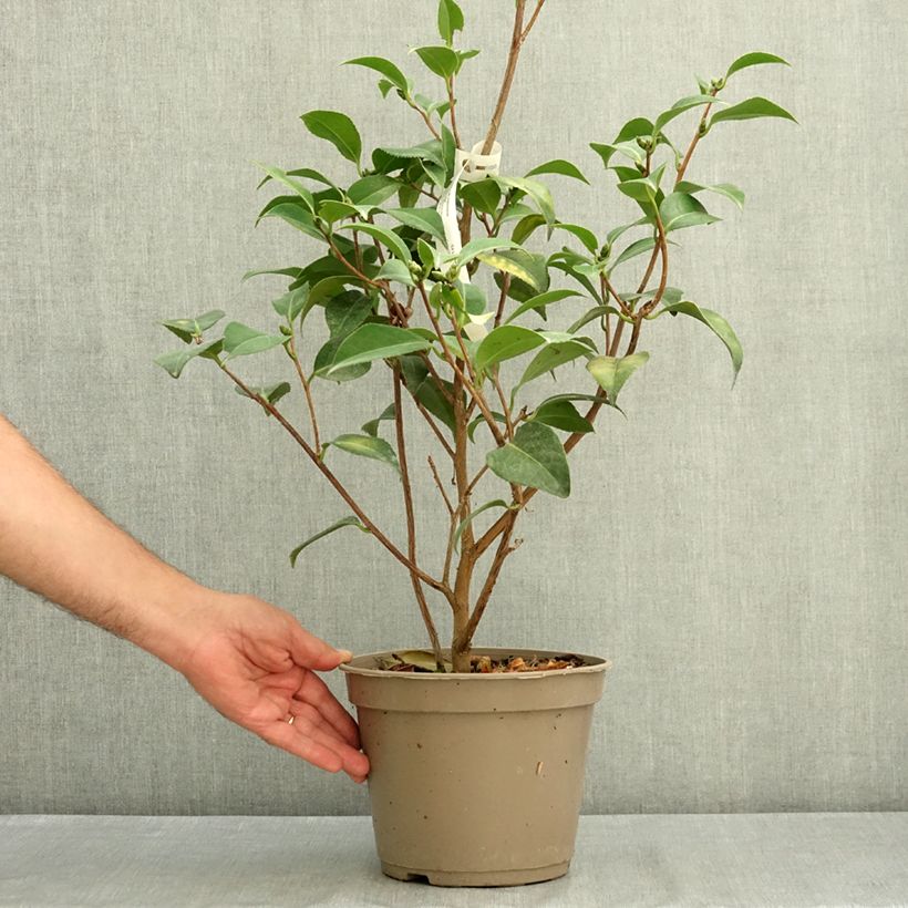 Amostra de Camélia japonica Spring Formal Vaso de 4 L/5 L tal como entregue no verão