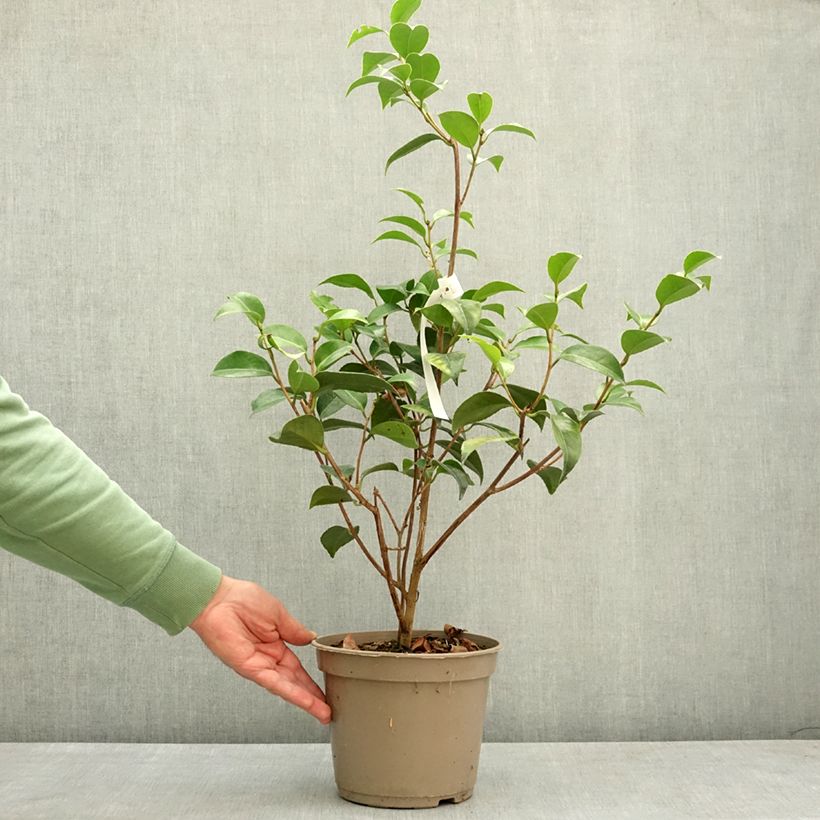 Amostra de Camélia japonica Spring Formal Vaso de 4 L/5 L tal como entregue na primavera
