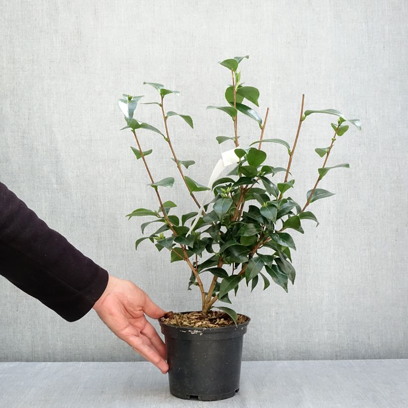 Amostra de Camélia japonica Stacy Susan Vaso de 2 L/3 L tal como entregue no outono