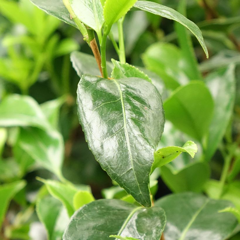 Camélia japonica Stacy Susan (Folhagem)