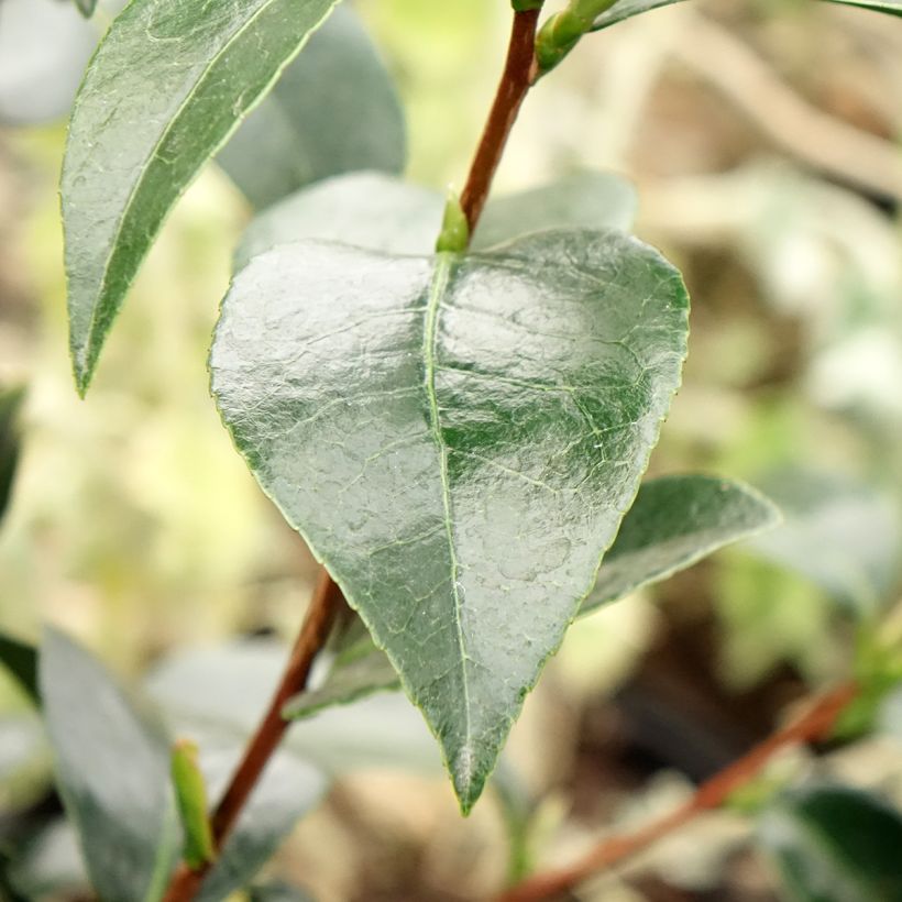 Camélia japonica Stromboli® (Folhagem)