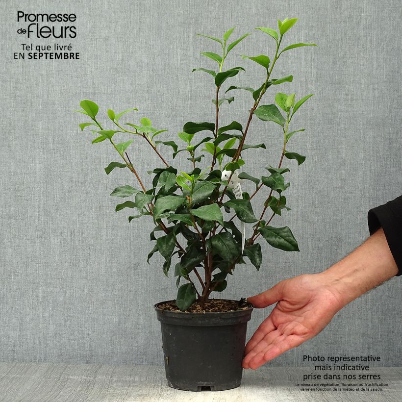 Amostra de Camélia japonica Sweet Olive Vaso de 2 L/3 L tal como entregue no outono