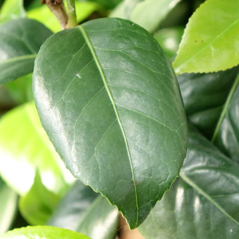 Camélia japonica Tada Meibi' (Folhagem)
