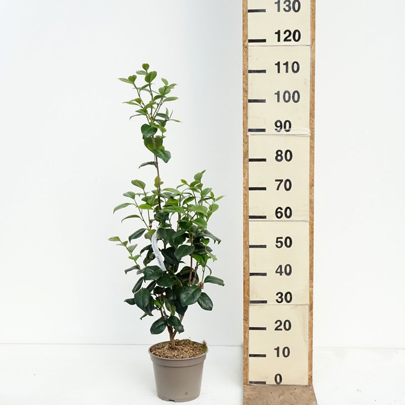 Amostra de Camélia japonica Tada Meibi' Vaso de 4 L/5 L tal como entregue na primavera