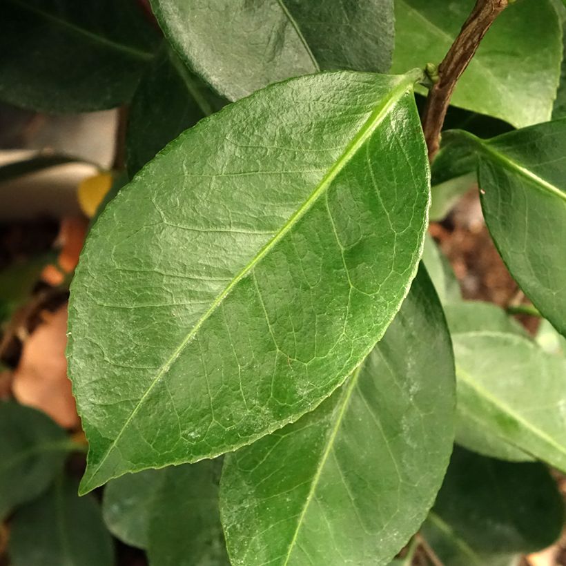 Camélia japonica Traverso (Folhagem)