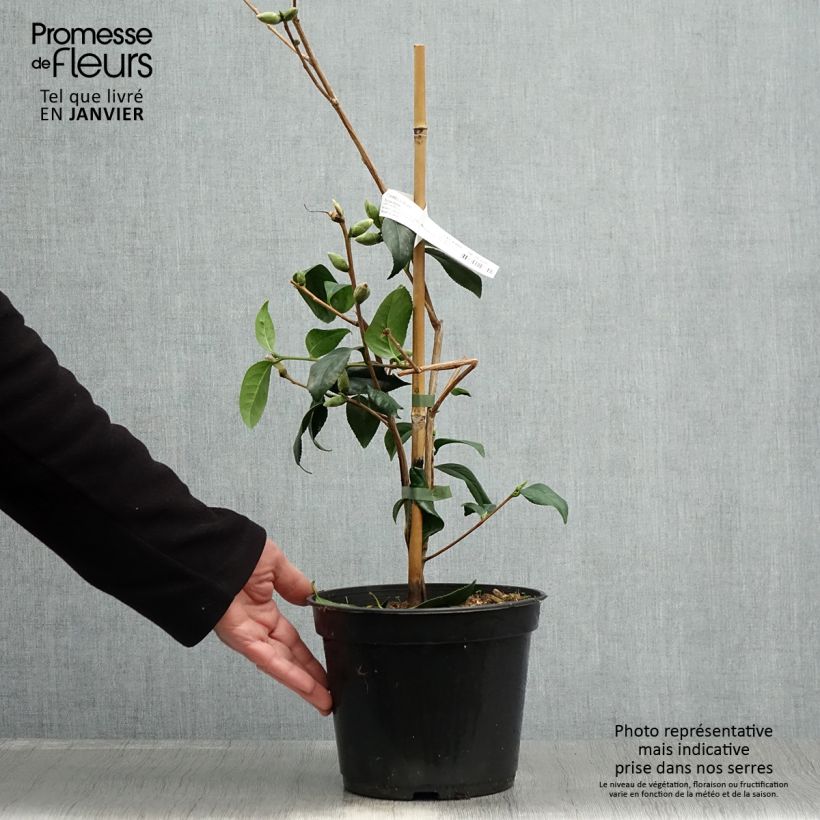 Amostra de Camélia Tulip Time Vaso de 4 L/5 L tal como entregue no inverno