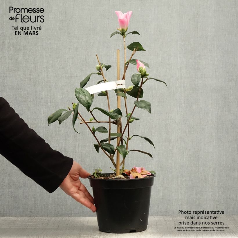 Amostra de Camélia Tulip Time Vaso de 4 L/5 L tal como entregue na primavera