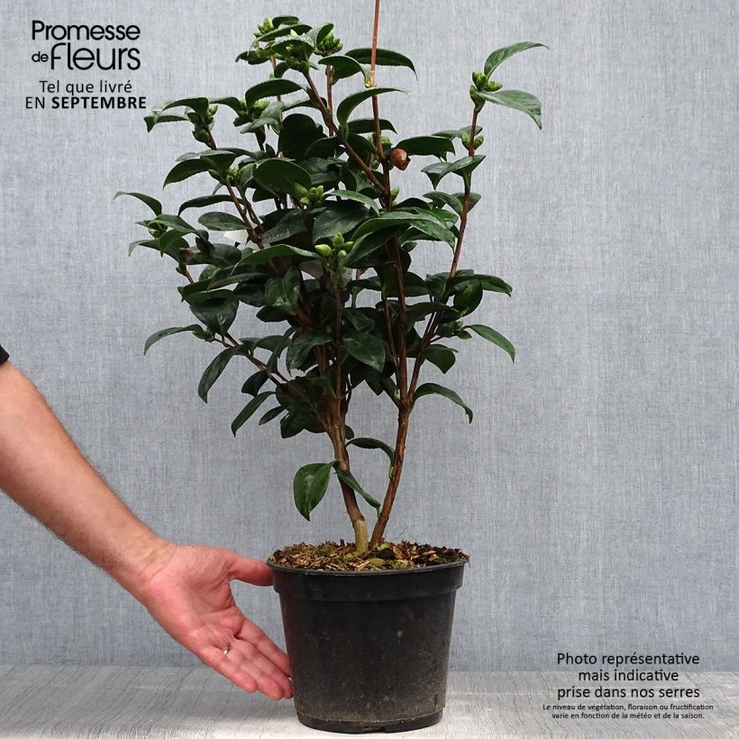 Amostra de Camélia japonica Valtevareda Vaso de 4 L/5 L tal como entregue no outono