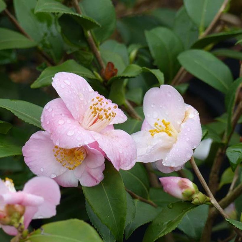 Camélia Cinnamon Scentsation (Floração)