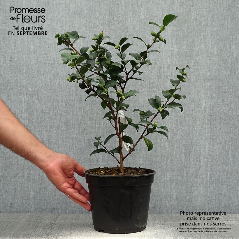 Amostra de Camellia sasanqua Belinda Vaso de 4 L/5 L tal como entregue no outono